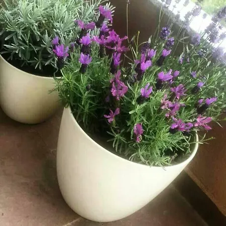 Apartman Lavanda Appartement *